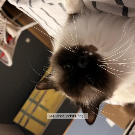 Photo 1/1 Mimoune Chat lost in Boussenois