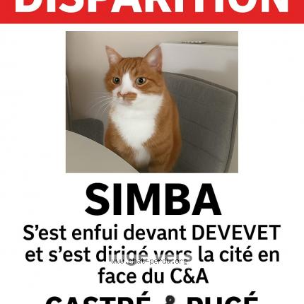 Foto 1/1 Kat teruggevonden Vermist in Evere