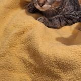 Picture of cat lost at Nantes