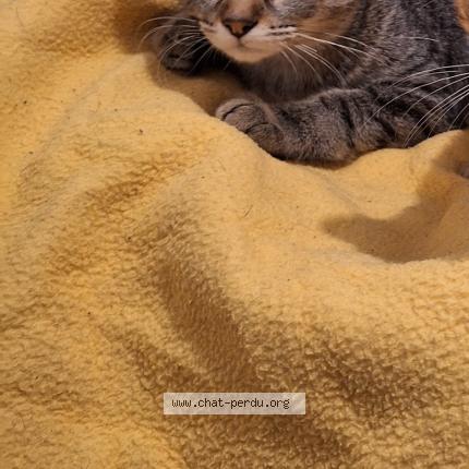 Photo 1/1 Ath&eacute;na Chat lost in Nantes