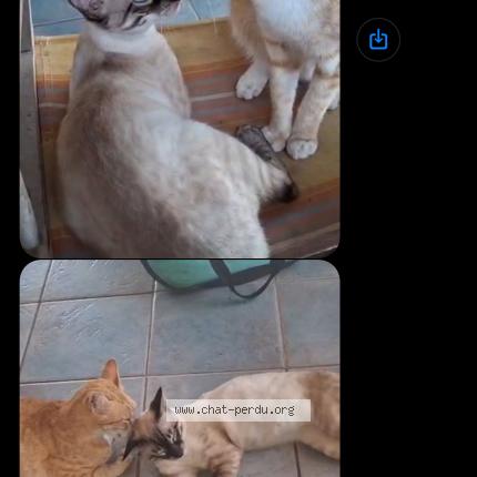 Photo 1/1 Z&eacute;phyr Chat lost in Mare gaillard