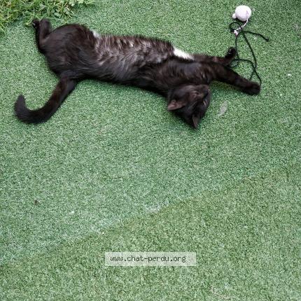 Photo 1/1 Princess Chat lost in Argenteuil