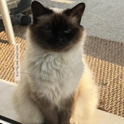 Photo 1/1 Kitty Chat lost in Bondigoux