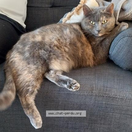 Photo 1/1 Di&eacute;go Chat lost in Blain