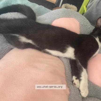 Photo 1/1 Momo Chat lost in Louverne