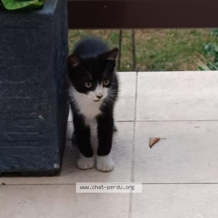 Photo 1/1 Found cat Found in Gagny