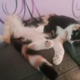 Picture of cat lost at St Die Des Vosges