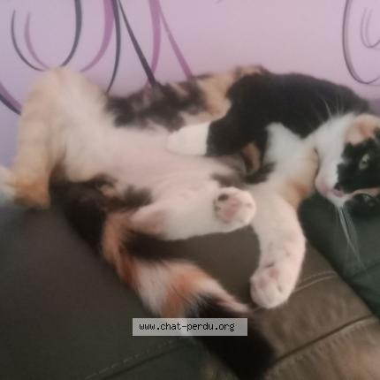 Photo 1/1 Oria Chat lost in St die des vosges