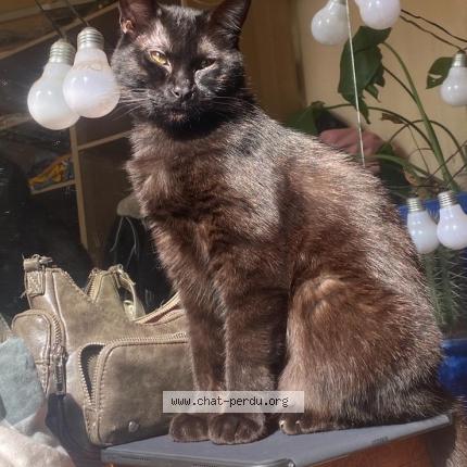 Photo 1/1 Yume Chat lost in Courbevoie