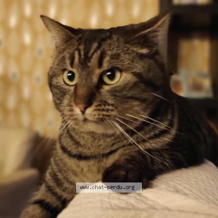 Photo 1/1 Sapristi Chat lost in Louverne