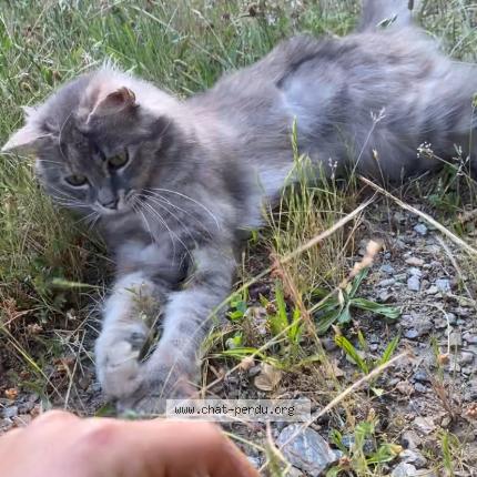 Photo 1/1 Véga Chat lost in Quissac