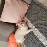 Picture of cat lost at 1213 Petit Lancy