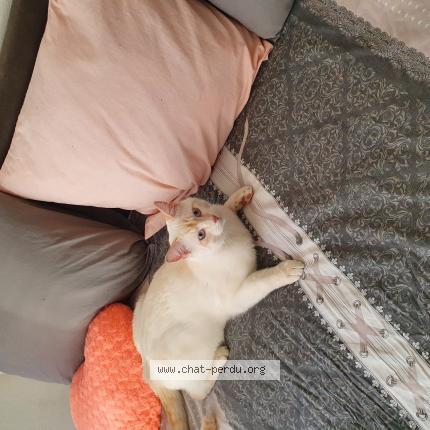 Photo 1/1 Mr Freeze Chat lost in 1213 petit lancy