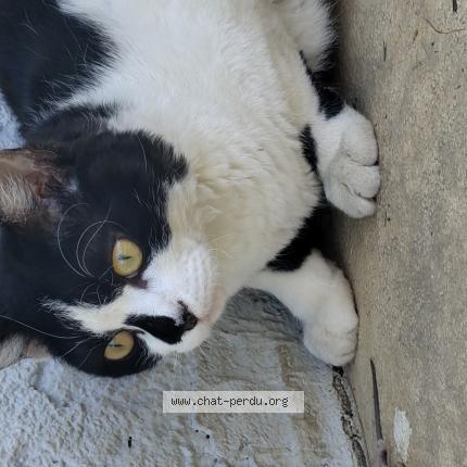 Photo 1/1 Popeye Chat lost in La motte servolex