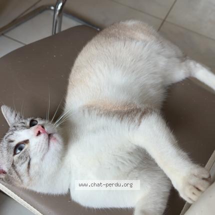 Photo 1/1 Taffy Chat lost in Nogent le rotrou