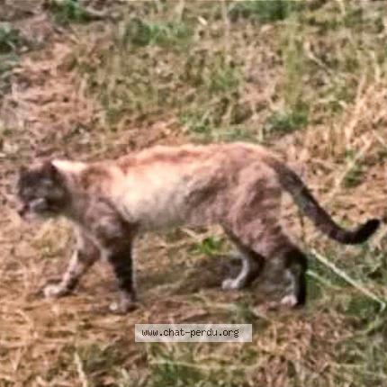 Photo 1/1 Found cat Found in Benon