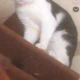 Picture of cat lost at Montbrison