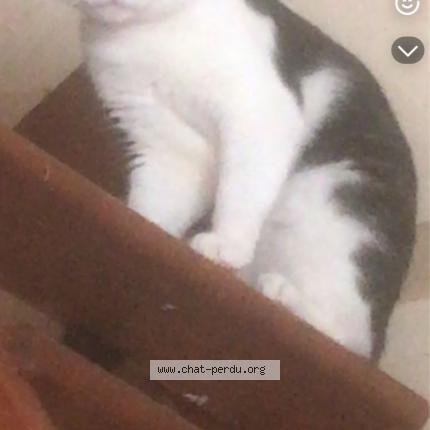 Photo 1/1 Sp&eacute;culoos Chat lost in Montbrison