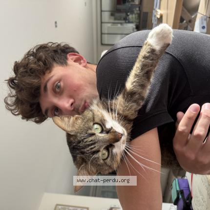 Photo 1/1 Savana Chat lost in Coulaines