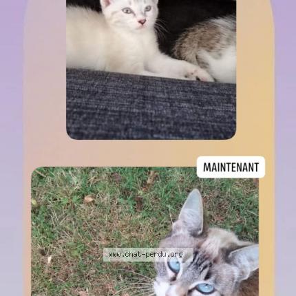 Photo 1/1 Perle Chat lost in Olonne sur mer