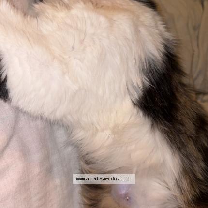 Photo 1/1 maya Chat lost in Toulon