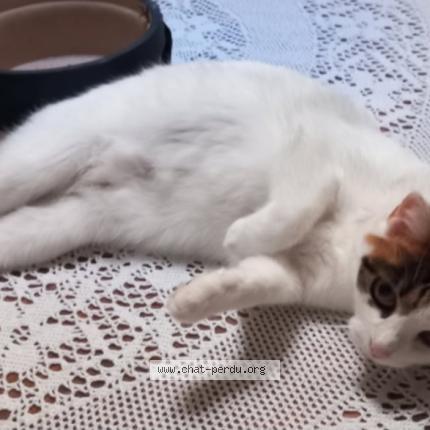 Photo 1/1 Crystal Chat lost in Lavau sur loire