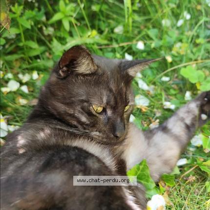 Photo 1/1 Lankou Chat lost in Saint martin des champs