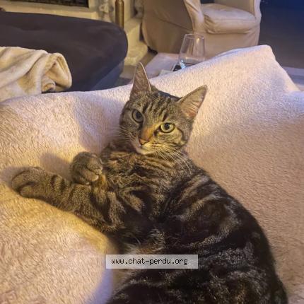 Photo 1/1 Myrtille Chat lost in Artigues pres bordeaux