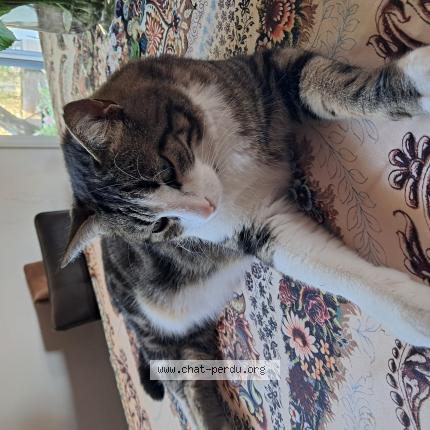 Photo 1/1 Paquito Chat lost in Chateau thebaud