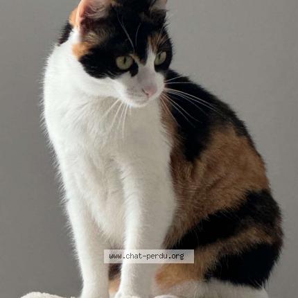 Photo 1/1 Yuna Chat lost in La poiteviniere