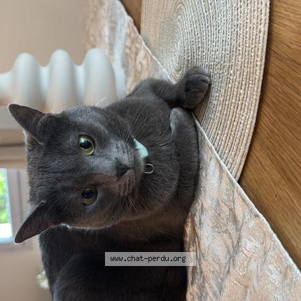 Photo 1/1 Louna Chat lost in Cessy