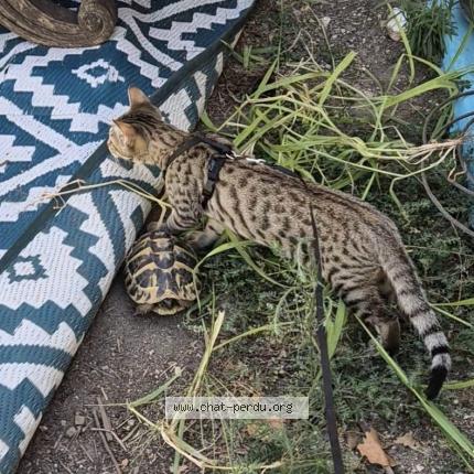 Photo 1/1 Capuche Chat lost in Roquefort la bedoule