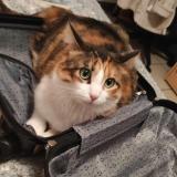 Picture of cat lost at Ternay