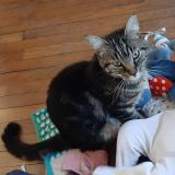 Picture of cat lost at Nancy