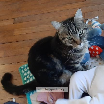 Photo 1/1 Cat reunited Lost in Nancy