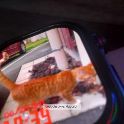 Photo 1/1 Kyllian Chat lost in Choye