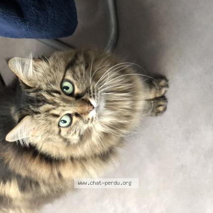 Photo 1/1 Mia Chat lost in Cahors