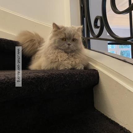 Photo 1/1 uchiwa Chat lost in Bruxelles