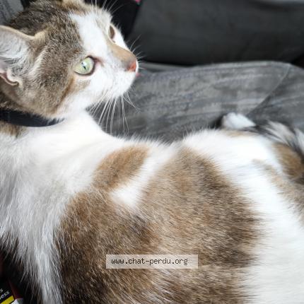 Photo 1/1 Cookie Chat lost in Tournon sur rhone