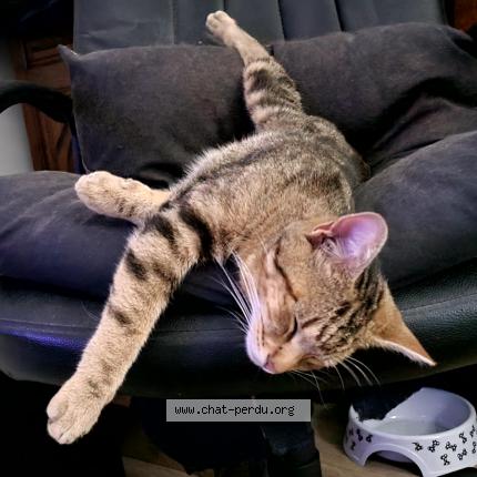 Photo 1/1 Kobe Chat lost in Cebazat