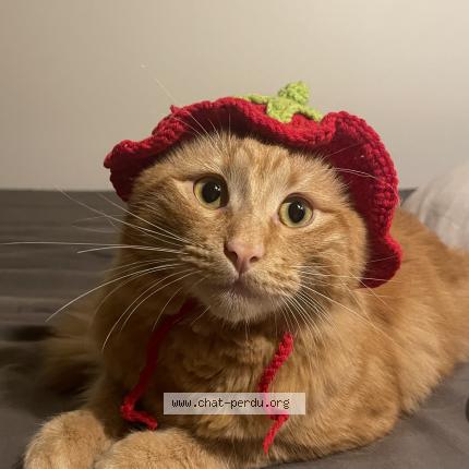 Photo 1/1 Sushi Chat lost in Nimes