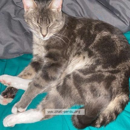 Photo 1/1 Neko Chat lost in Tonnay charente