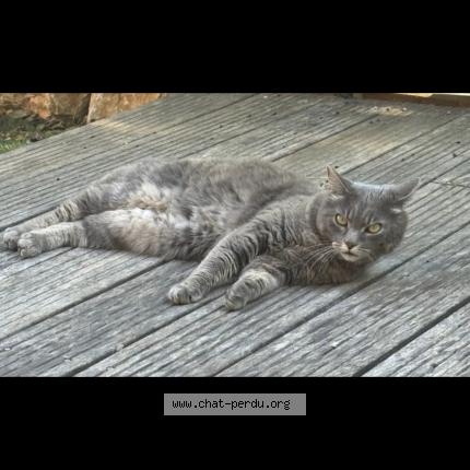 Photo 1/1 Kéran Chat lost in Le luc en provence