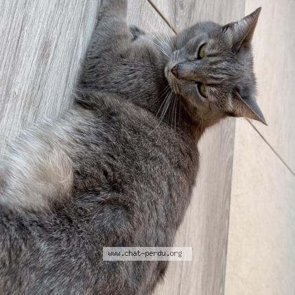 Photo 1/1 Calinou Chat lost in Lewarde