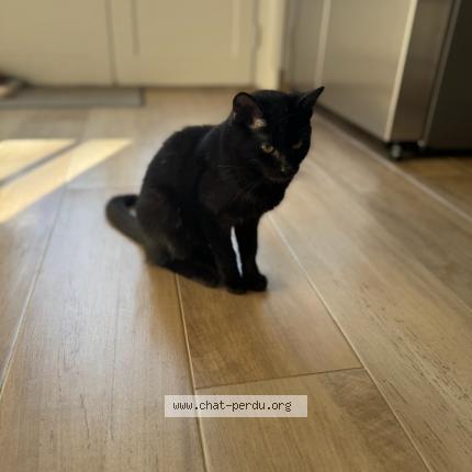 Photo 1/1 REGLISSE Chat lost in Poigny la foret