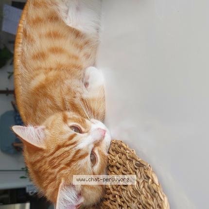 Foto van vermiste kat in Bruxelles