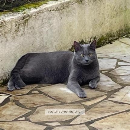 Photo 1/1 Cyrano Chat lost in Boulogne billancourt