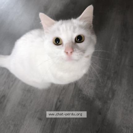 Photo 1/1 Molly Chat lost in Foreste