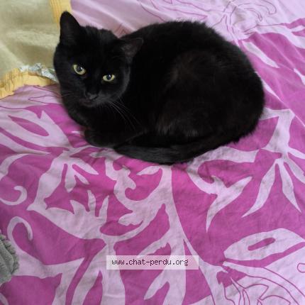 Photo 1/1 R&eacute;glisse Chat lost in Foreste