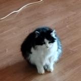 Picture of cat lost at Le Bar Sur Loup